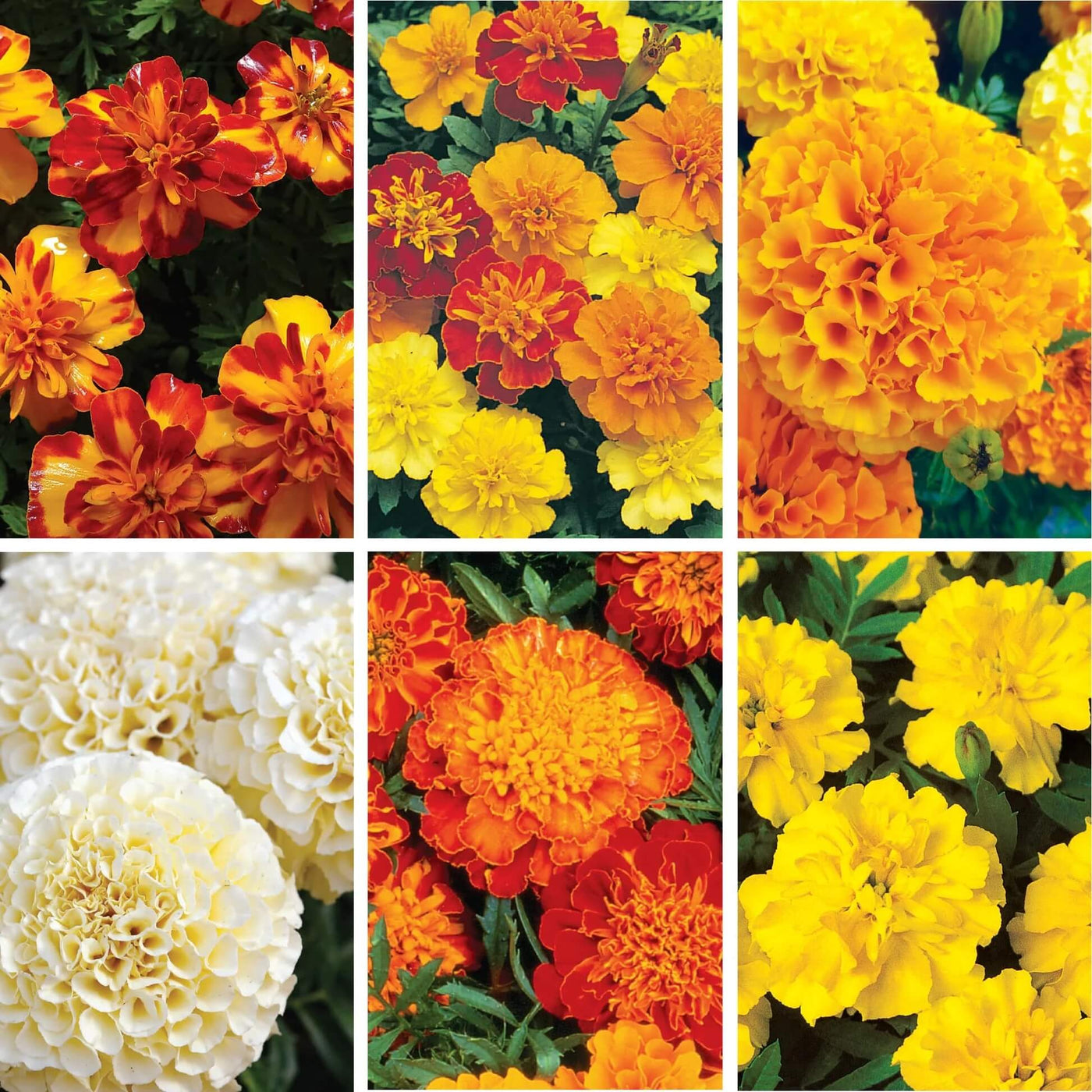 Mix Marigold Seeds