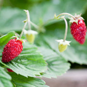 Alexandria Strawberry Seeds