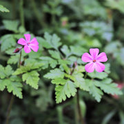 Hardy Wild Geranium Herb Robert Seeds
