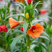 Versicolor Oenothera Seeds