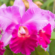 Pink Cattleya Orchid Seeds
