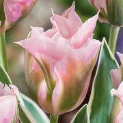 Green Pink Tulip Seeds