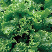 Green Ice Lettuce Seeds