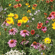 Wildflower Mix Seeds - Assorted Seeds