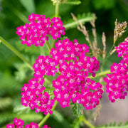 Cerise Queen Yarrow Achillea Seeds