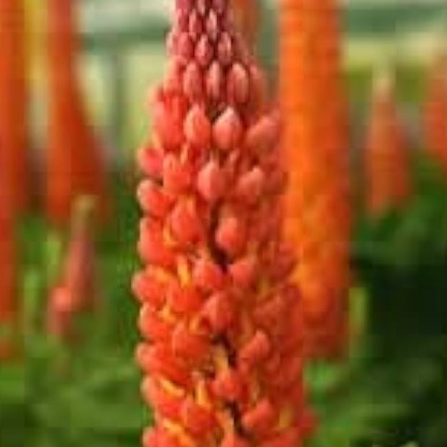 Wildflower Orange Lupine Seeds