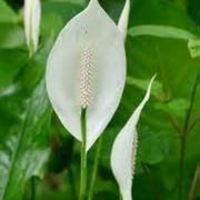 Spathiphyllum Peace Lily Seeds