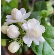 Arabian Fragrant Jasmine Seeds