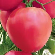 Pink Oxheart Tomato Seeds