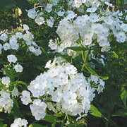 White Phlox Seeds