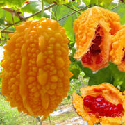 Orange Bitter Gourd Seeds