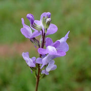 Blue Linaria Canadensis Toadflax Seeds