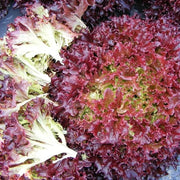 Lolla Rossa Lettuce Seeds