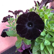 Black Petunias Seeds