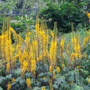 Wildflower Mix Ligularia Seeds