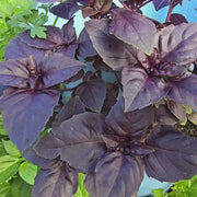 Deep Purple Red Rubin Basil Seeds, Herbal
