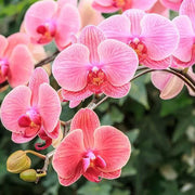 Phalaenopsis Orchid Seeds