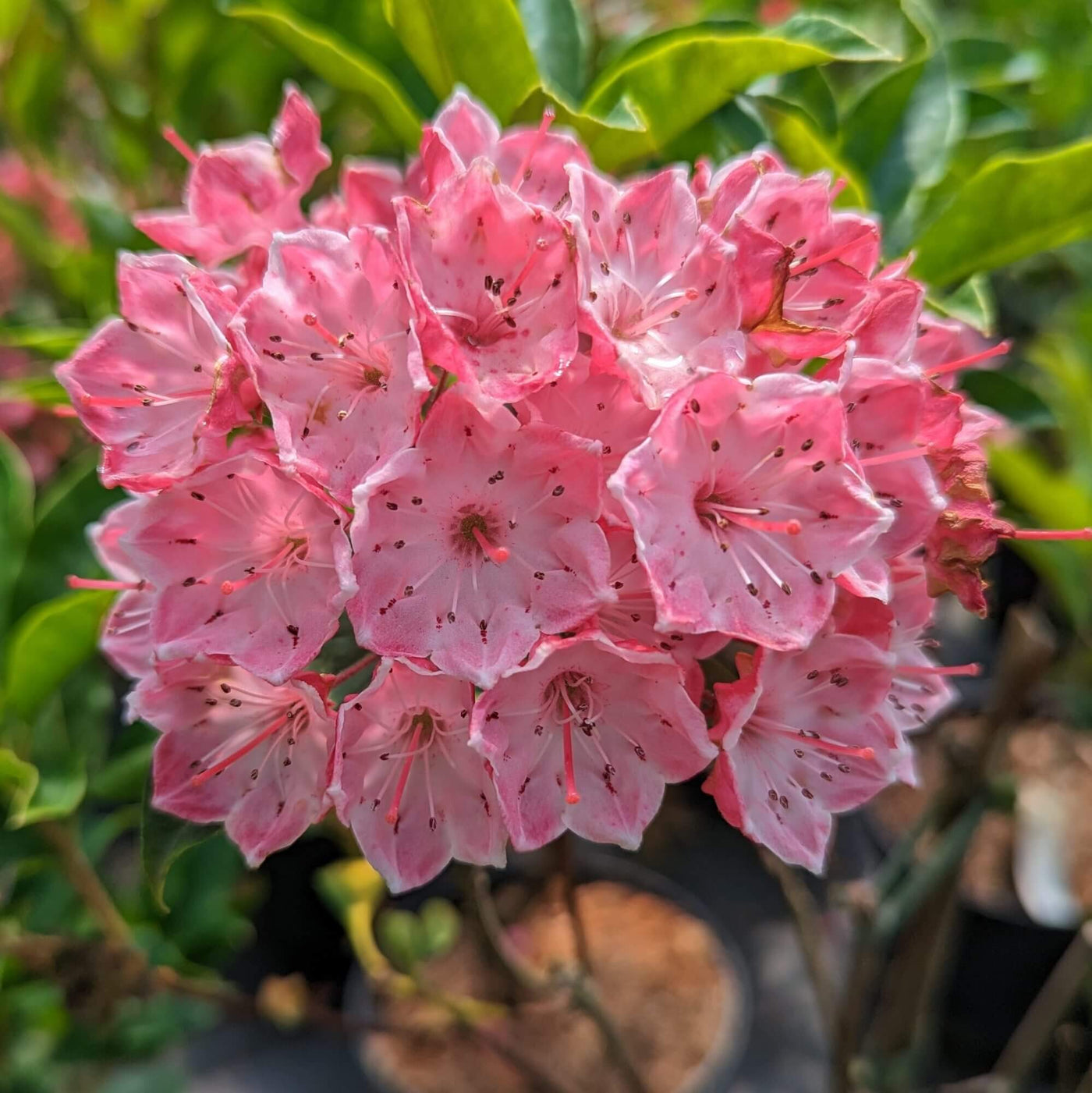 Kalmia Latifolia Mountain Laurel Seeds