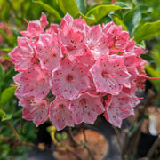 Kalmia Latifolia Mountain Laurel Seeds