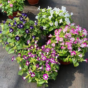 Displa Torenia Seeds
