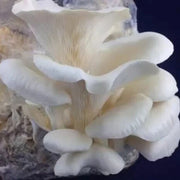 Corofitam Mushroom Spawn Seeds