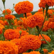 Safari Tangerine Marigold Seeds