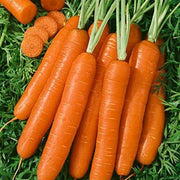 Nantes Scarlet Carrot Seeds