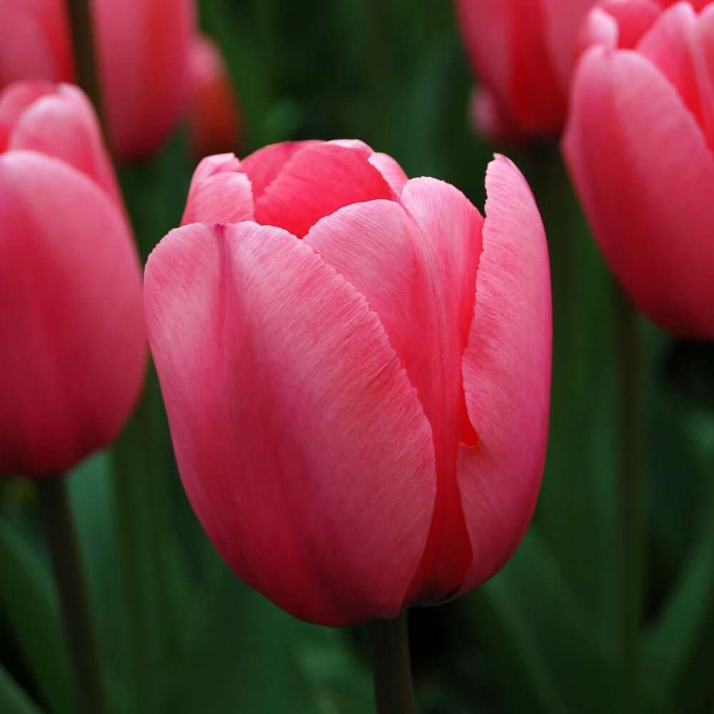 Pale Pink Tulip Seeds