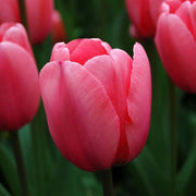 Pale Pink Tulip Seeds