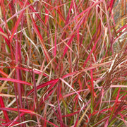 Flame Ornamental - Herbal Seeds