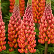 Wildflower Orange Lupine Seeds