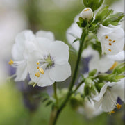 White Jacob's Ladder Seeds