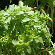 Spicy Globe Basil Seeds, Herbal