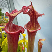 Lovely Pitcher Seeds