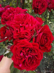 Red Double Petal Rose Seeds