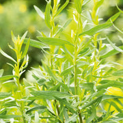 Russian Tarragon Seeds, Herbal