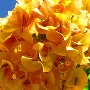 Golden Glow Bougainvillea Seeds