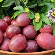 Passiflora edulis Purple Pink Passion Seeds