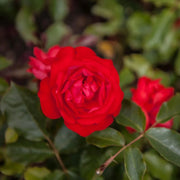Climbing Trumpeter Rose Seeds