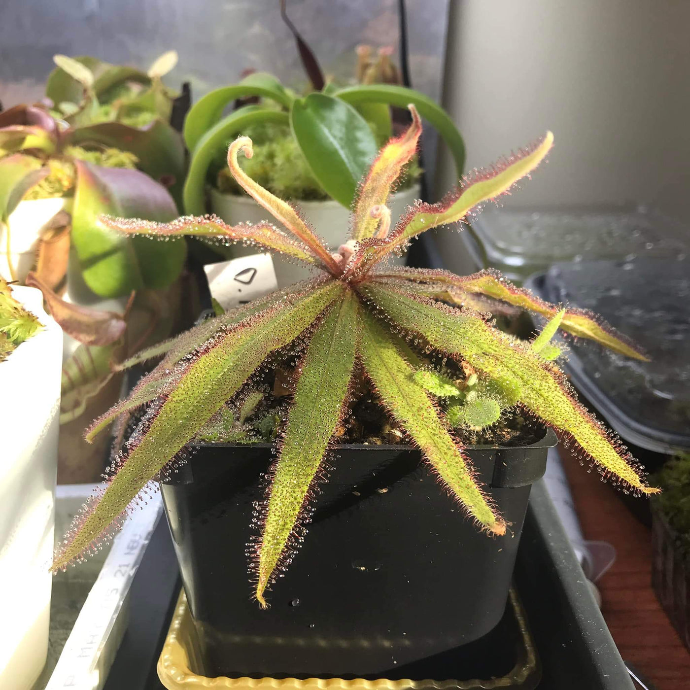 Lance-Leaf Sundew Seeds