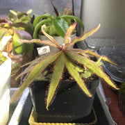 Lance-Leaf Sundew Seeds