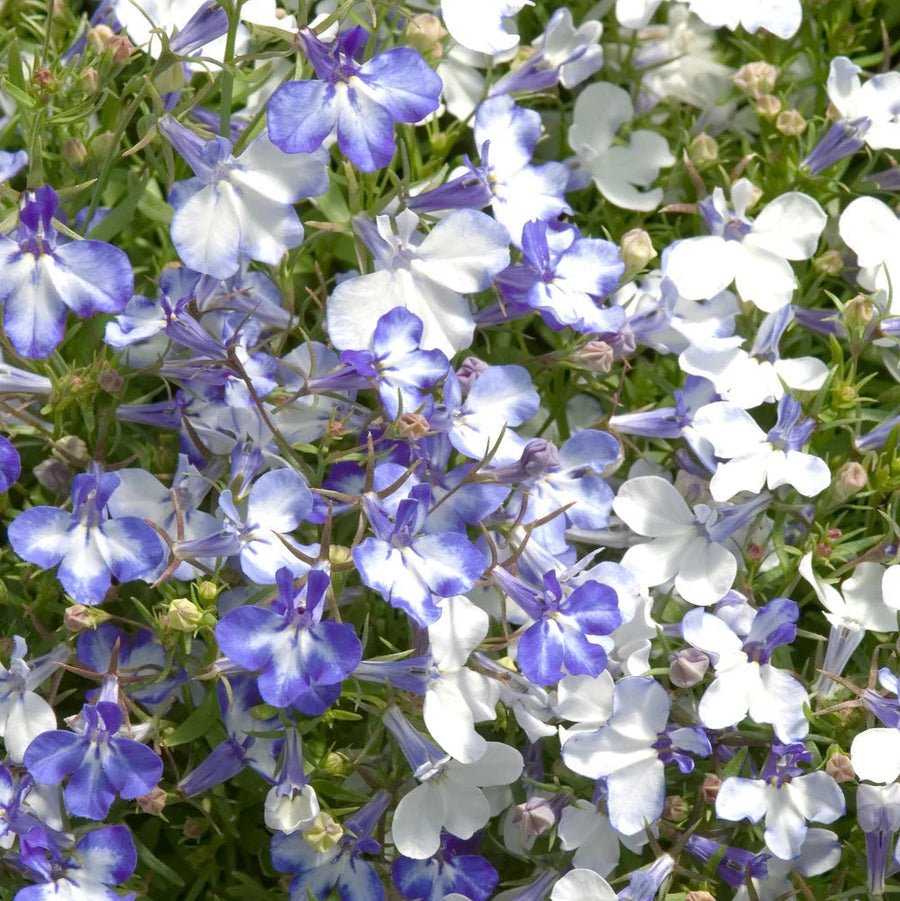 Blue Splash Lobelia Seeds