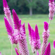 Shade Tolerant Celosia Spicata Seeds