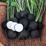 Black Radish Seeds