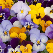 Mixed Perennial Wildflower Pansy Seeds