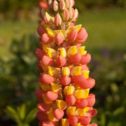 Orange Yellow Lupine Seeds