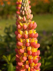 Wildflower Orange Lupine Seeds