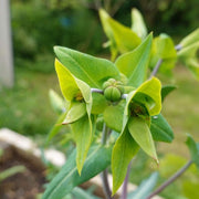 Mole Euphorbia Lathyris Seeds, Herbal