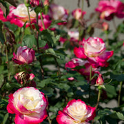 Rosa Seeds - Double Delight Seeds