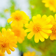 Dahlberg Daisy Seeds, Golden Blooms